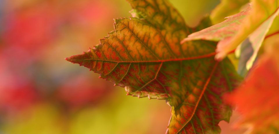 1 Noviembre (Fiesta de Todos los Santos)