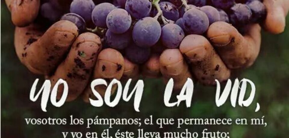 El domingo de la Vid y los sarmientos 5º Pascua ciclo B