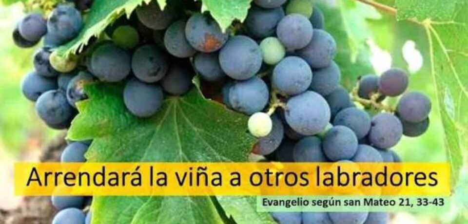 El domingo del rechazo a la Verdad de mi vida 27º TO ciclo A